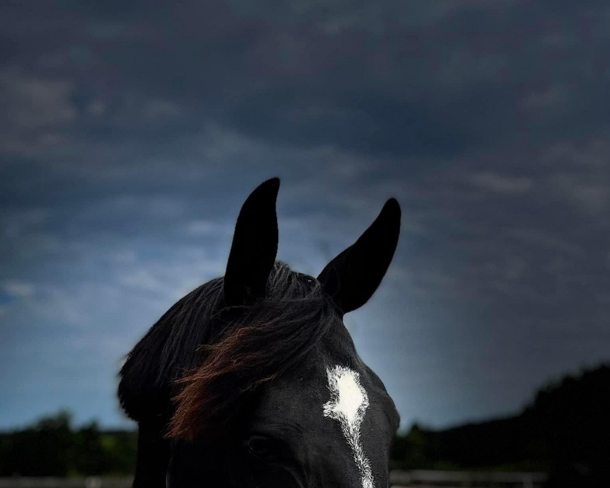broodmare Confetti (Oldenburg, 2014, from Conteur)