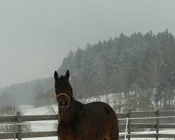 broodmare Amira von Arendelle (Trakehner, 2014, from Oliver Twist)