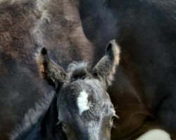 dressage horse Delizia Doro (Westphalian, 2021, from Danestos)