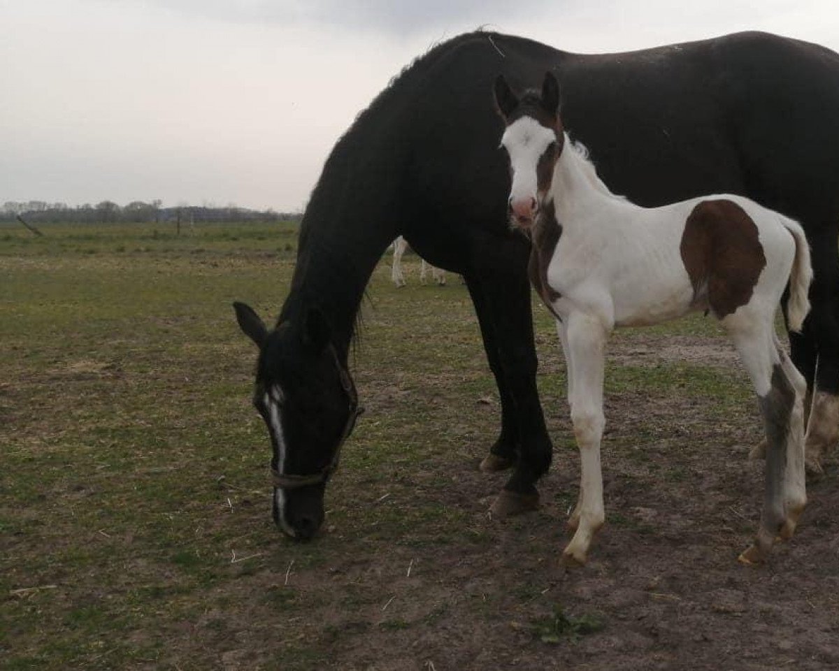 jumper Nonplusultra (German Warmblood, 2022, from Nonkonformist)