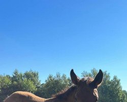 dressage horse Sir Blanco (German Sport Horse, 2022, from Sky)