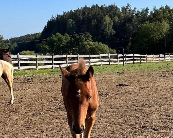 dressage horse Shakespeare (German Sport Horse, 2022, from San To Alati FRH)