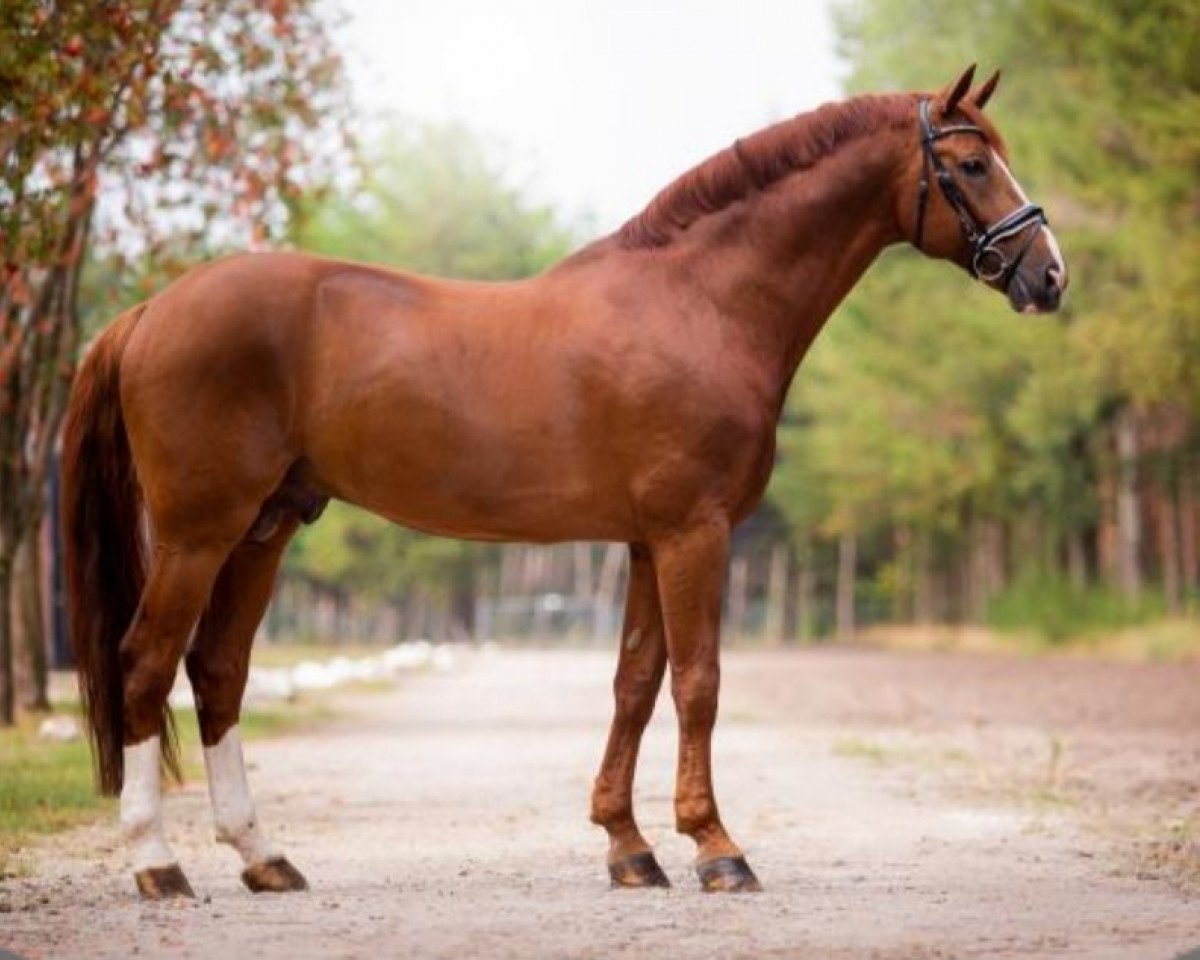 stallion Edward 28 (Hanoverian, 2005, from Embassy I)