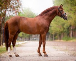 stallion Edward 28 (Hanoverian, 2005, from Embassy I)