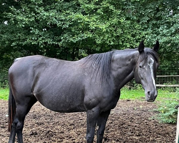 broodmare Wachau (Thoroughbred, 2011, from Dashing Blade xx)