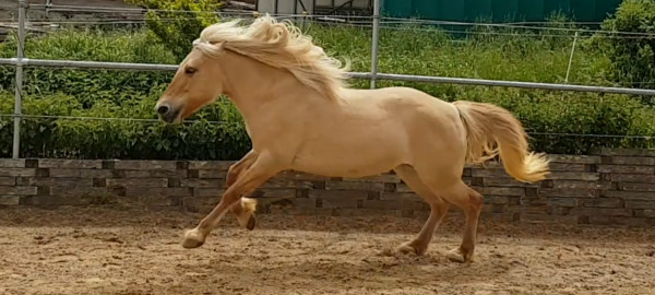 horse Lisa (Fjord Horse, 2014, from Ingolf)