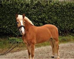 horse Avasine (Haflinger, 2012, from Avalston)