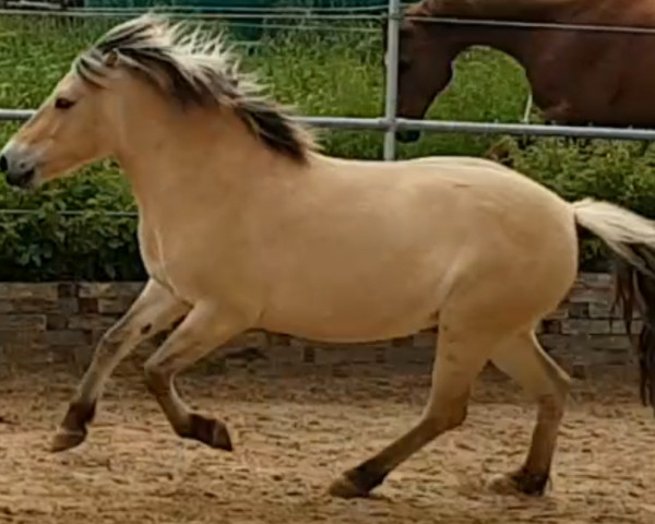 horse Havanna (Fjord Horse, 2017, from Hisco)