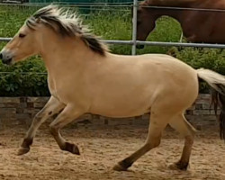 horse Havanna (Fjord Horse, 2017, from Hisco)