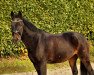 dressage horse Maui (German Riding Pony, 1999, from Folklore)