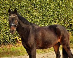 dressage horse Maui 4 (German Riding Pony, 1999, from Folklore)