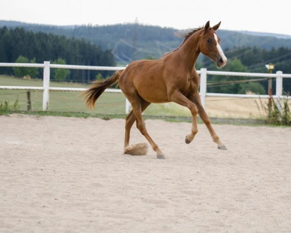 Dressurpferd Dancing Queen (Deutsches Reitpferd, 2017, von Destano)