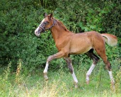 dressage horse Quality in Gold (German Sport Horse, 2019, from Quaterback)