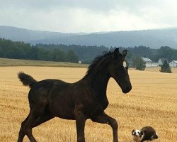 dressage horse Million (Westphalian, 2021, from E.H. Millennium)