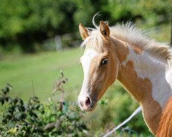 Pferd Malibu on Ice (Pinto/Pony, 2019, von Magic On Ice)