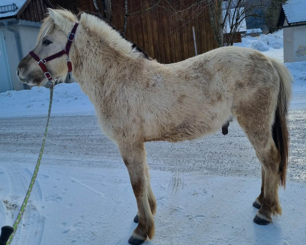 Pferd Yron van de Bilterhoeve (Fjordpferd, 2021, von Gamleskolens Thule)