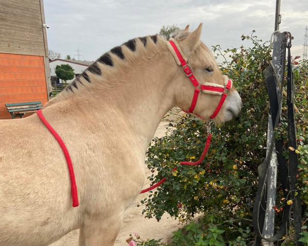 horse Velio (Fjord Horse, 2020, from Njord Halsnæs)