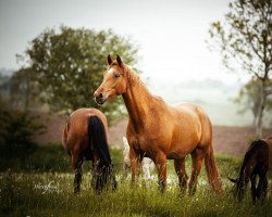 broodmare Feentanz (Hanoverian, 2018, from Foundation 2)