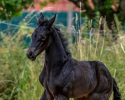 dressage horse Danubian Queen (Trakehner, 2022, from Kwahu)