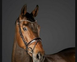 jumper Atchoum du Gibet (Luxembourg horse, 2014, from Amadeus D'Oncieres)