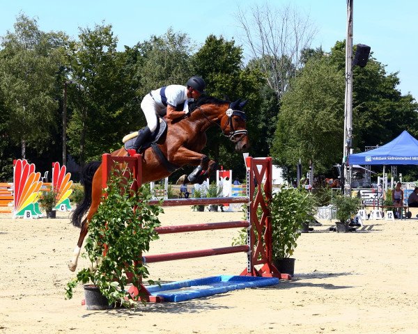 Springpferd Buddy Holly (Westfale, 2016, von Balous Bellini)