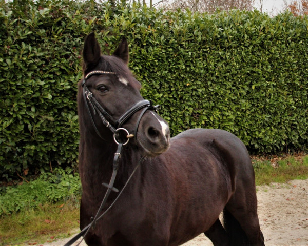 Zuchtstute Santana 965 (Fell Pony, 2009, von Unbekannt PONY)