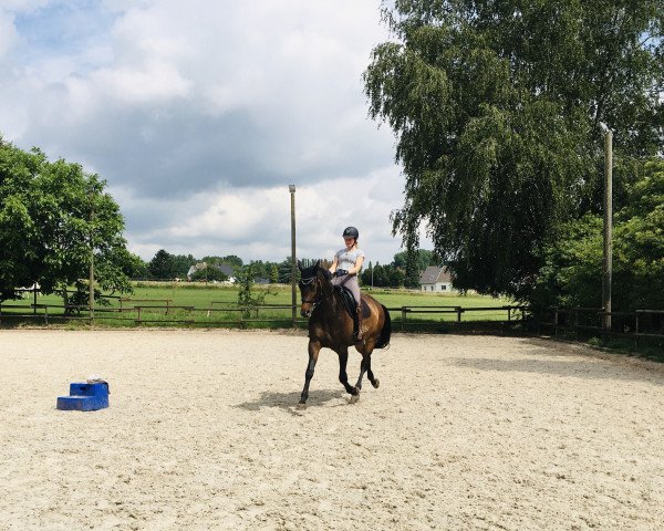 jumper Schocclett (Trakehner, 2003, from Hofrat)