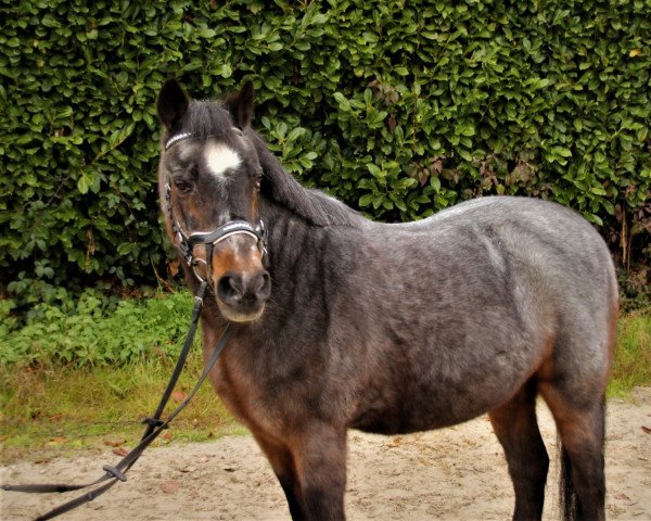 dressage horse Paulinchen 36 (unknown, 1997)