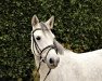 dressage horse Boy (Connemara Pony, 2011)