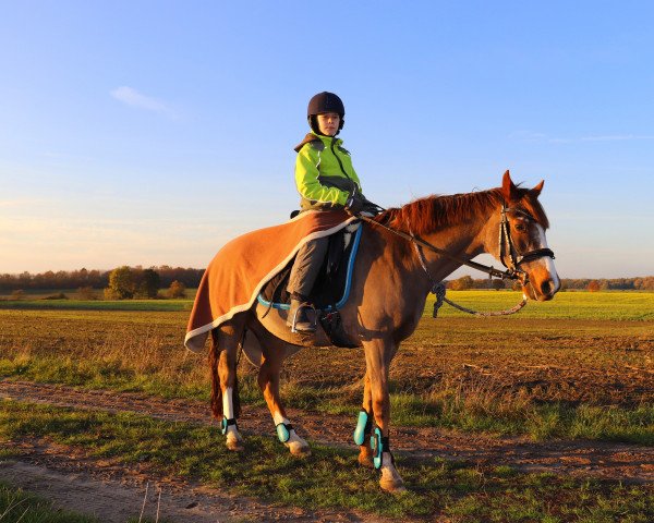 horse Carina (German Riding Pony, 1992, from Constantin)