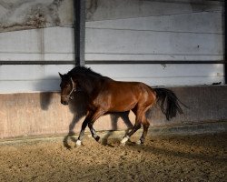 jumper Lightfire K (Hanoverian, 2016, from Light my Fire)