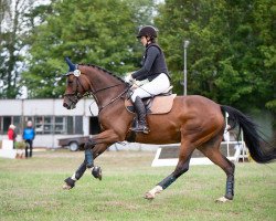 dressage horse Gwen (Oldenburg show jumper, 2016, from Caretinus K)