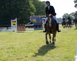 Dressurpferd Holsteins Dragon Heart (Deutsches Reitpony, 2008, von Fs Disagio)