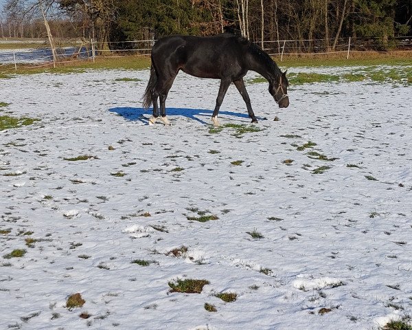 Springpferd Charlotta KRH (Westfale, 2020, von Chubakko)