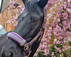 broodmare Diva (Hanoverian, 2004, from Dauphin)