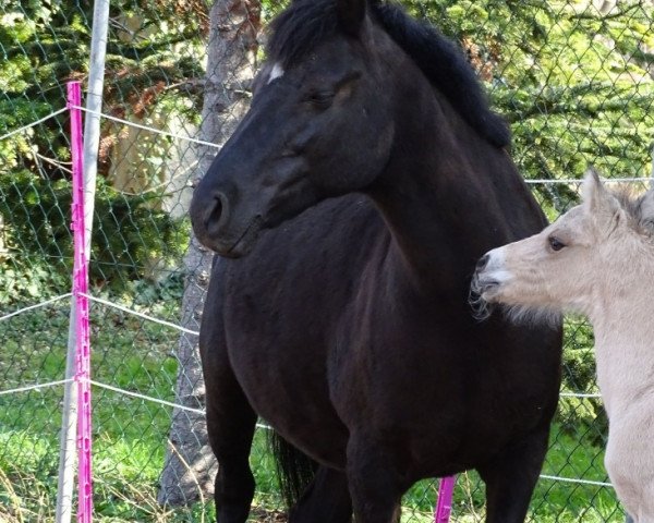 broodmare Gay Lady (unknown, 2008)