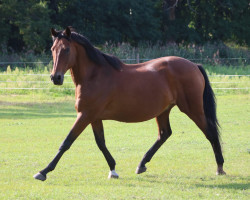 Pferd Feldmeyer (Trakehner, 2001, von Peking Opera xx)