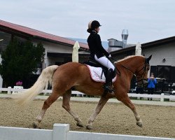 dressage horse Mr Benjo (Haflinger, 2010, from Biusto)