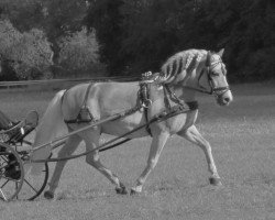 dressage horse Nico Demos (Haflinger, 2004, from Nebos I (3,125% ox))