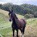 dressage horse Conteur (German Riding Pony, 2012, from Calvin Klein 23)