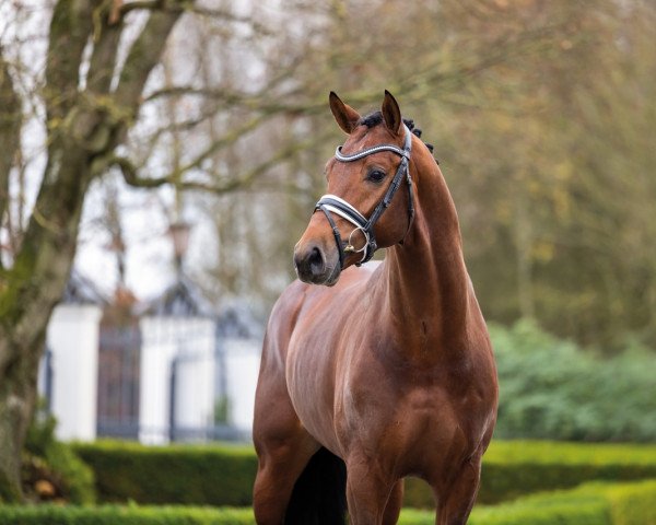stallion About You II (German Horse, 2018, from AC-DC 4)