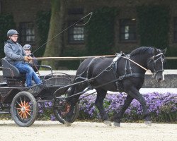 Pferd Elsa (Rheinisch-Deutsches Kaltblut, 2018, von Elton John)