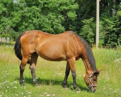 broodmare Arisona (Oldenburg, 1993, from Aletto)