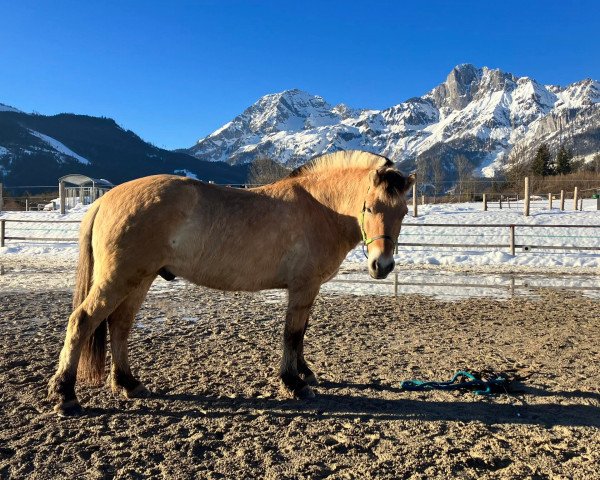 Pferd Vitano (Fjordpferd, 2016, von Vitarius)