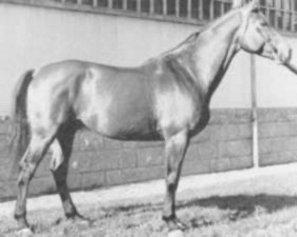 stallion Fandjo du Manoir (Selle Français, 1971, from Ukase)