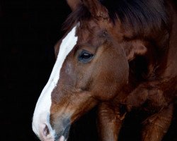 horse Salvatore 18 (Bavarian, 2002, from Sterntänzer)