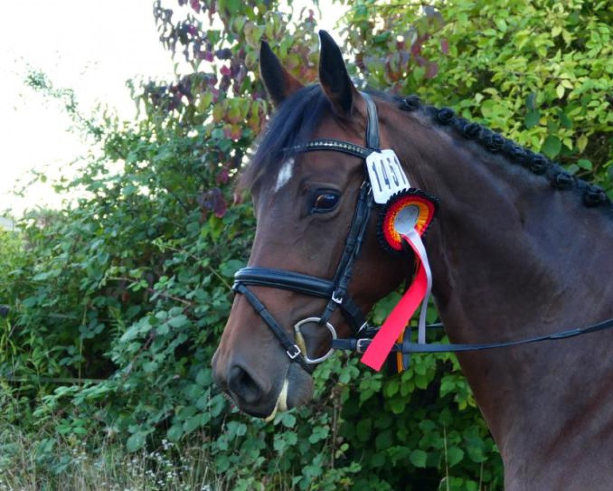dressage horse Fair Princess 2 (Westphalian, 2016, from Farbenspiel)