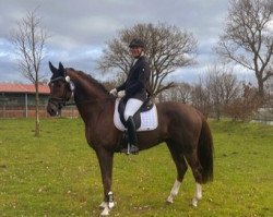 dressage horse Liverpool (KWPN (Royal Dutch Sporthorse), 2016, from Glock's Toto Jr.)