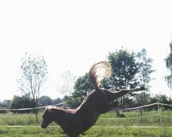 dressage horse Boy 264 (Welsh mountain pony (SEK.A), 2009, from Duffelt's Max)