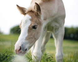 dressage horse Maila (Edelbluthaflinger, 2022, from Amani (9,375% ox))